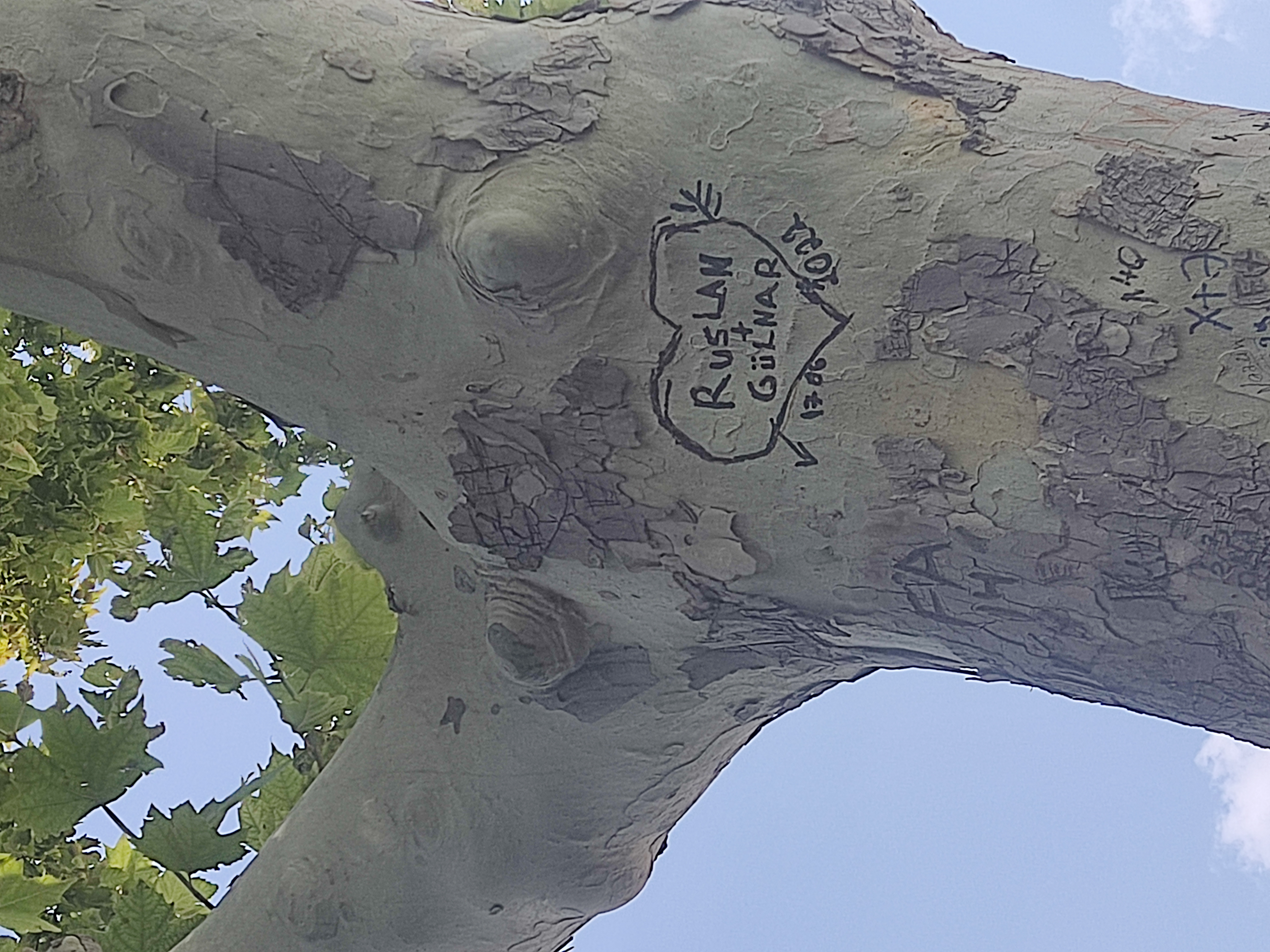 Баобаб в Баку на набережной