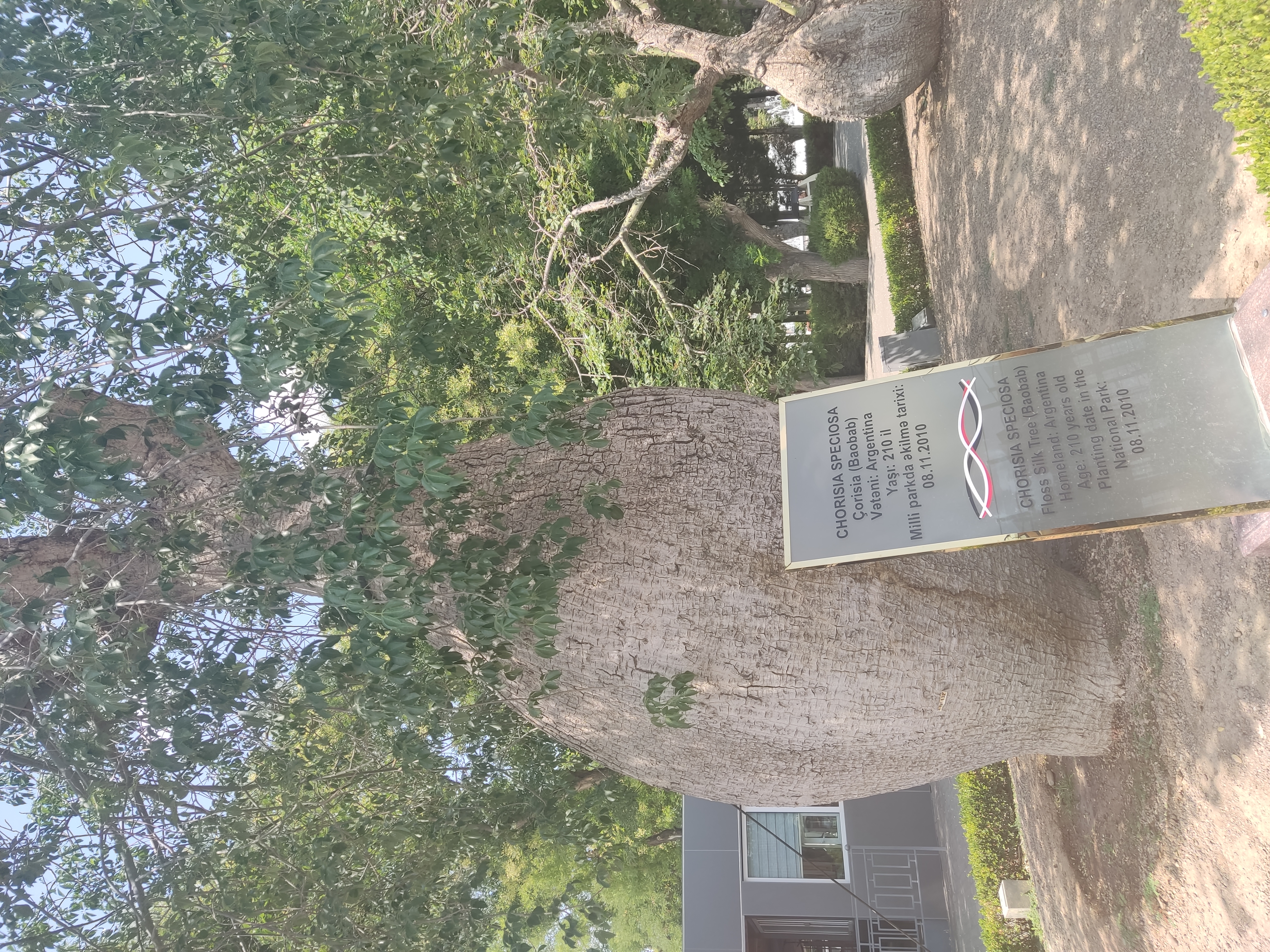 Баобаб на набережной в Баку