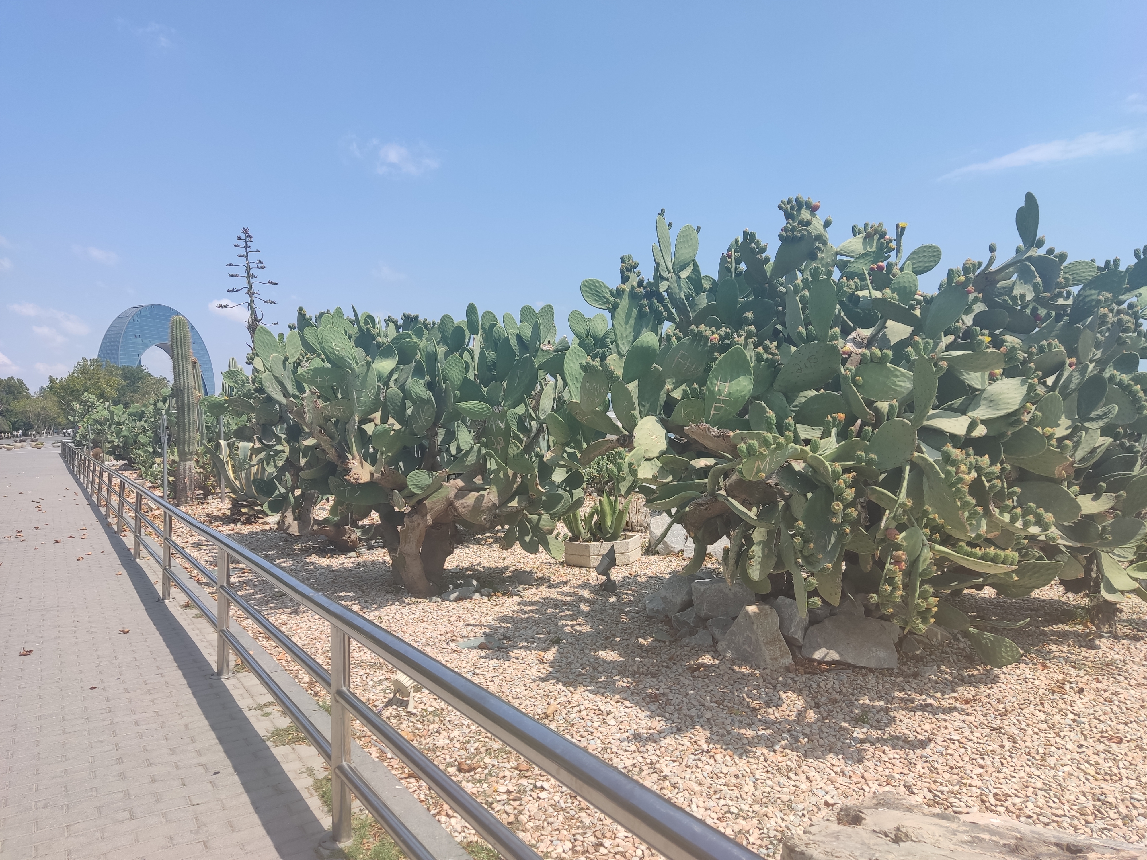Тропические цветы на набережной Каспия в Баку