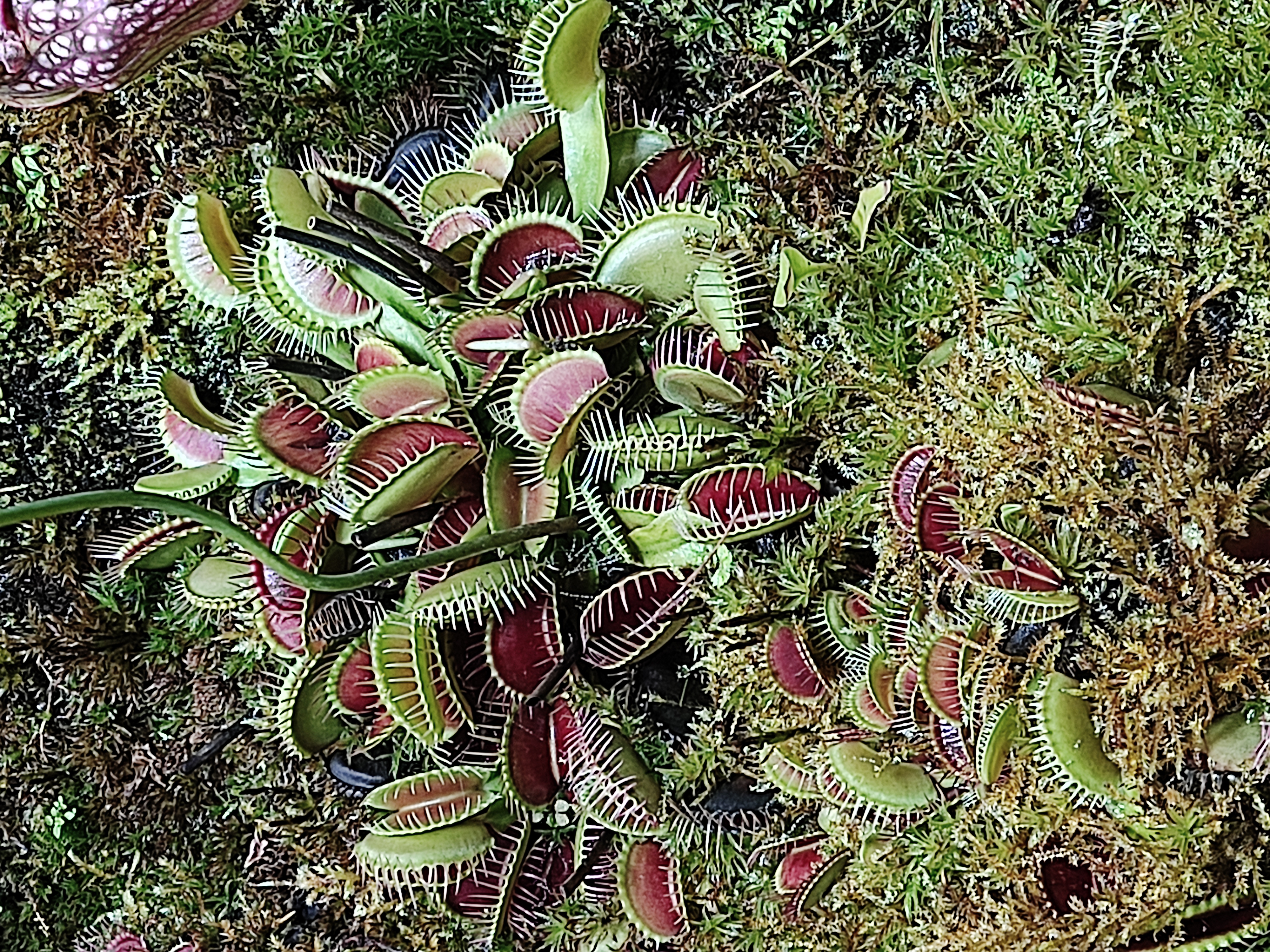 Хищный цветок в московской аранжерее