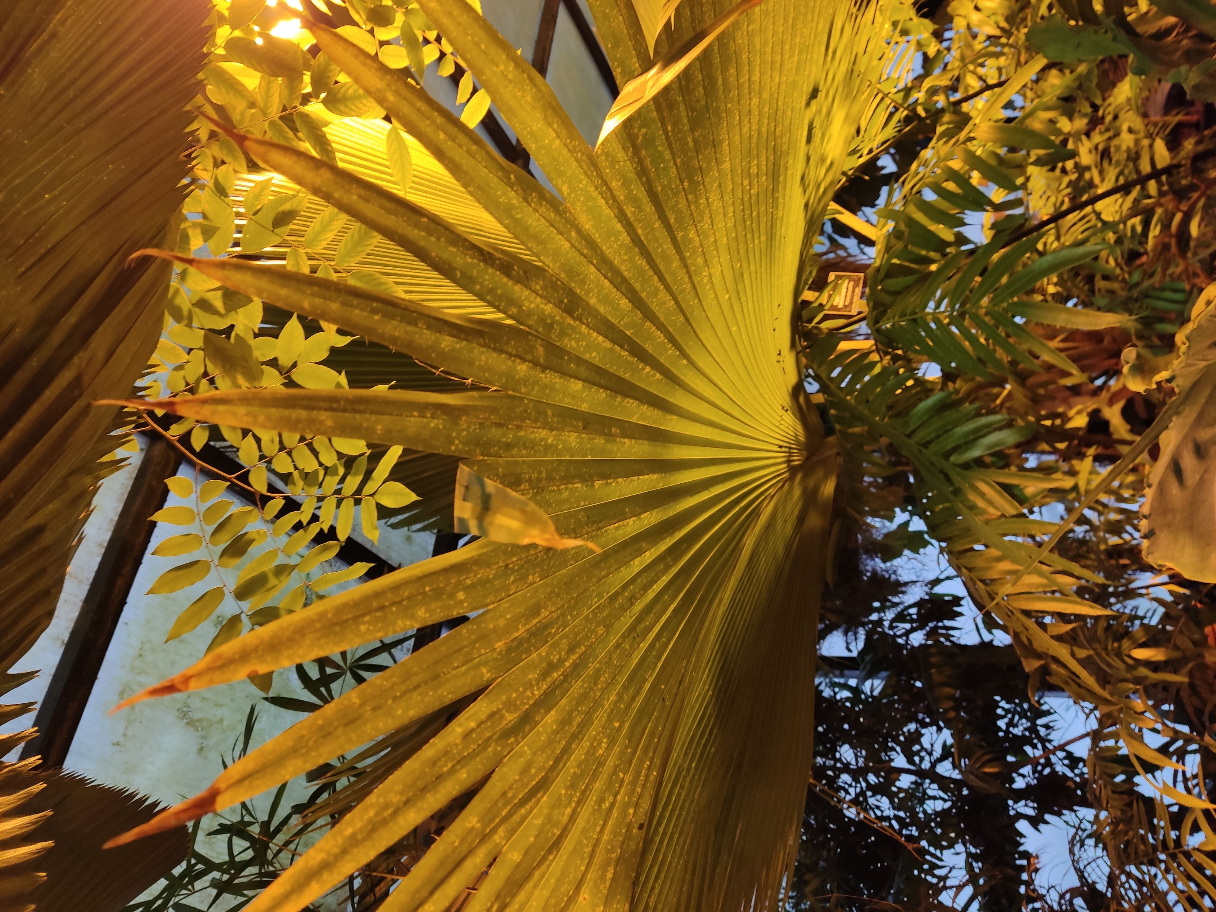 В московской аранжерее в январе тропики
