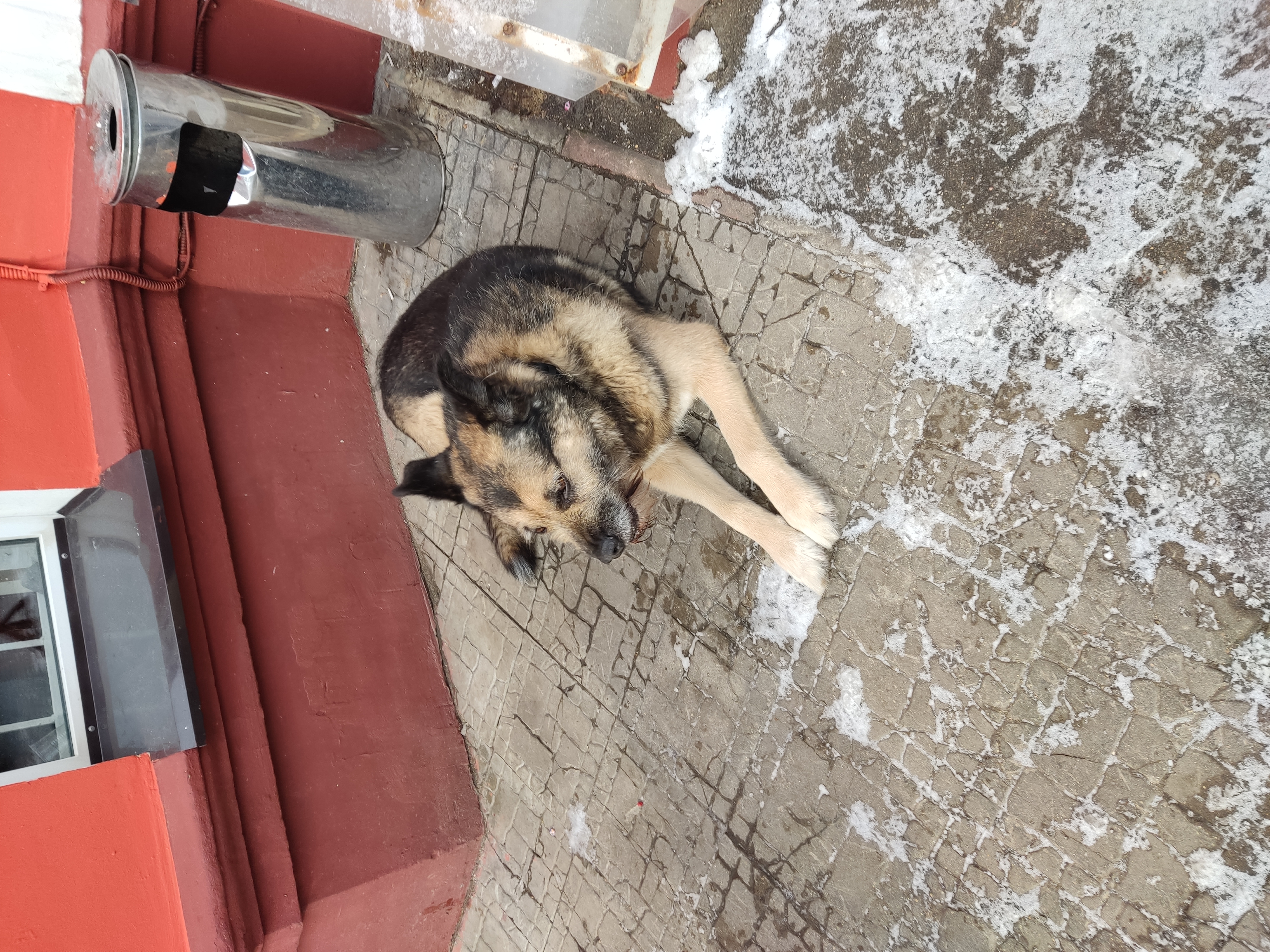 эта собачка притворяется бездомной и притворяется, на самом деле, она 