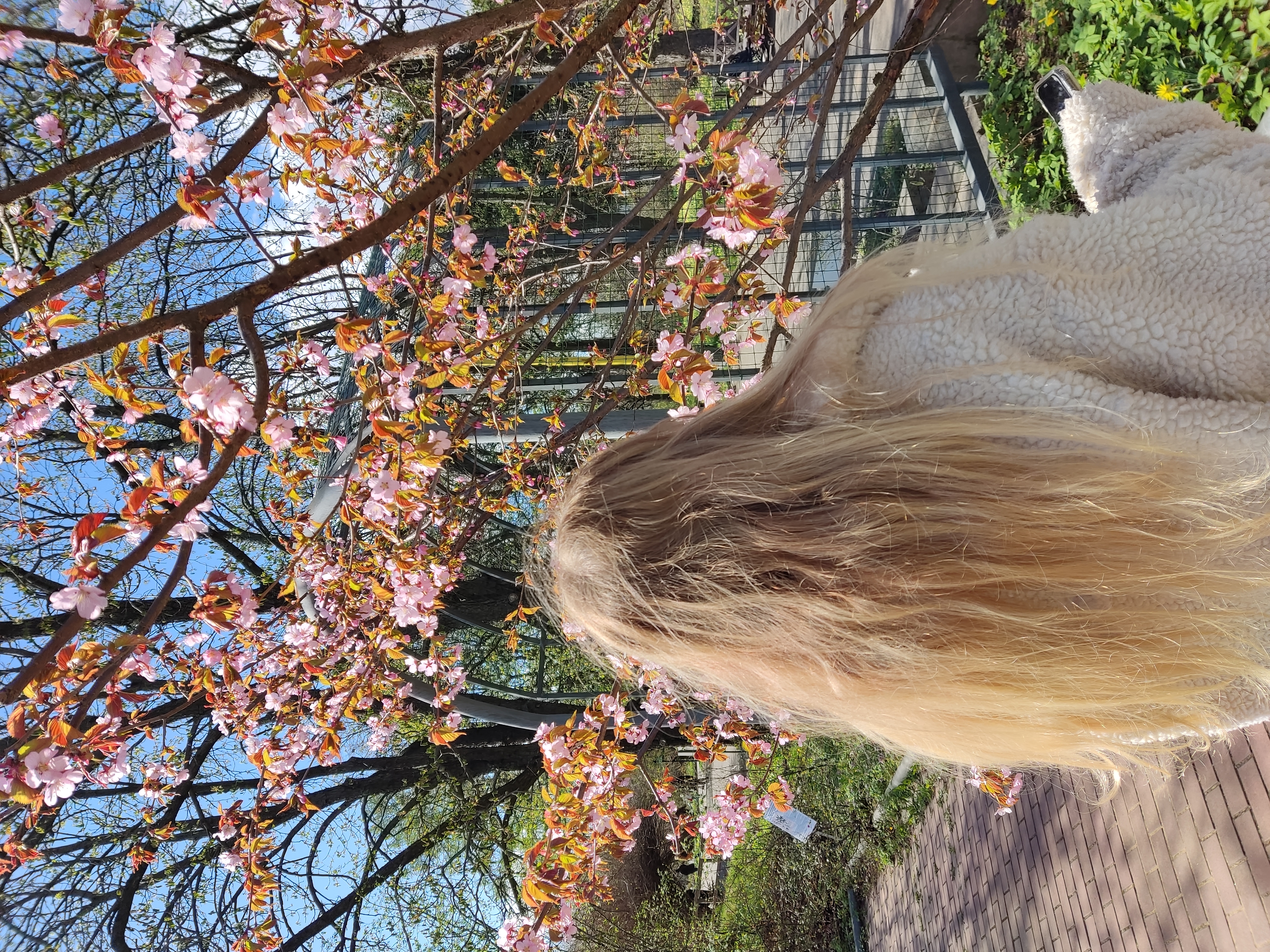 Скоро зацветет сакура в саде МГУ, а мало кто знает, что возле историче