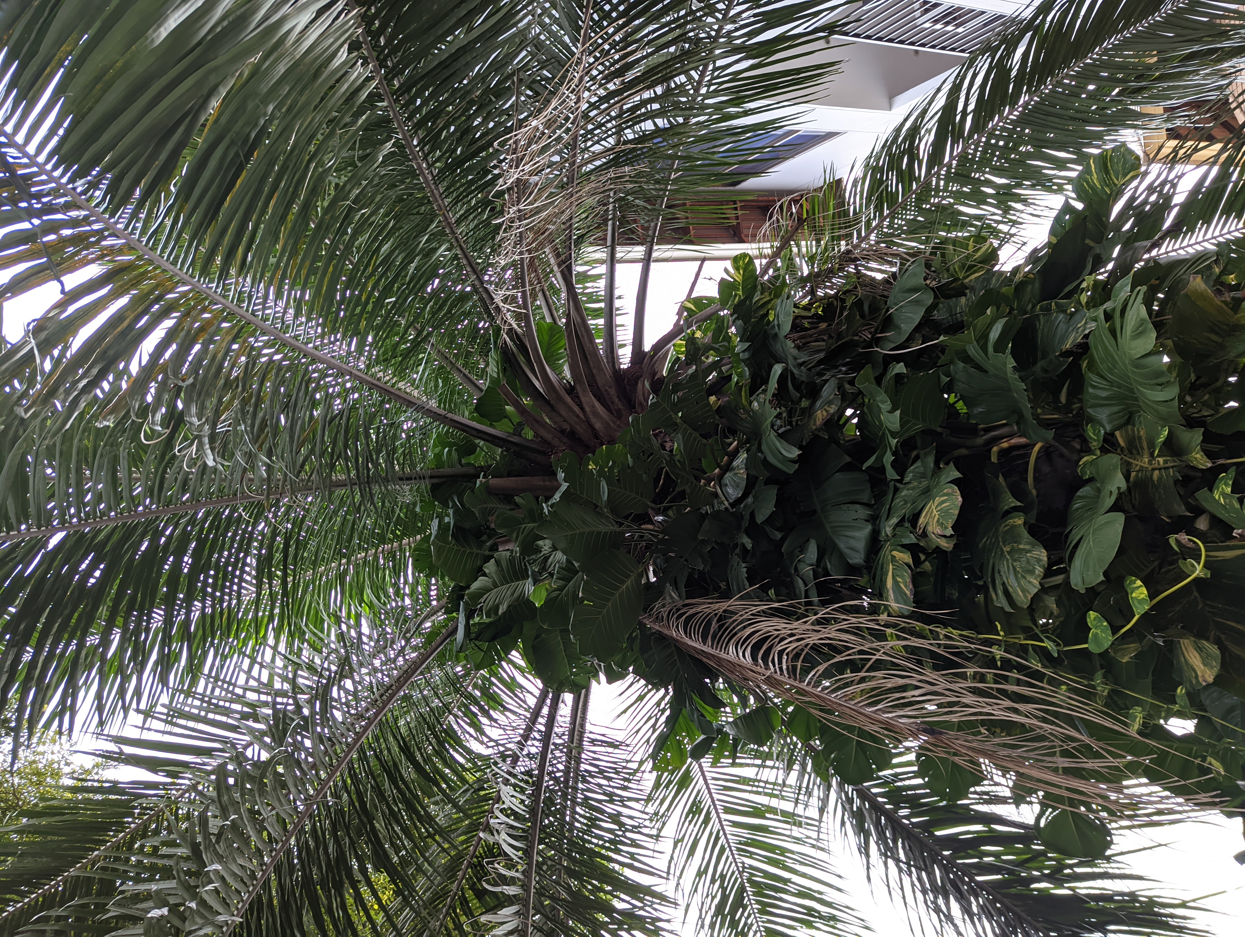 Просто пальма