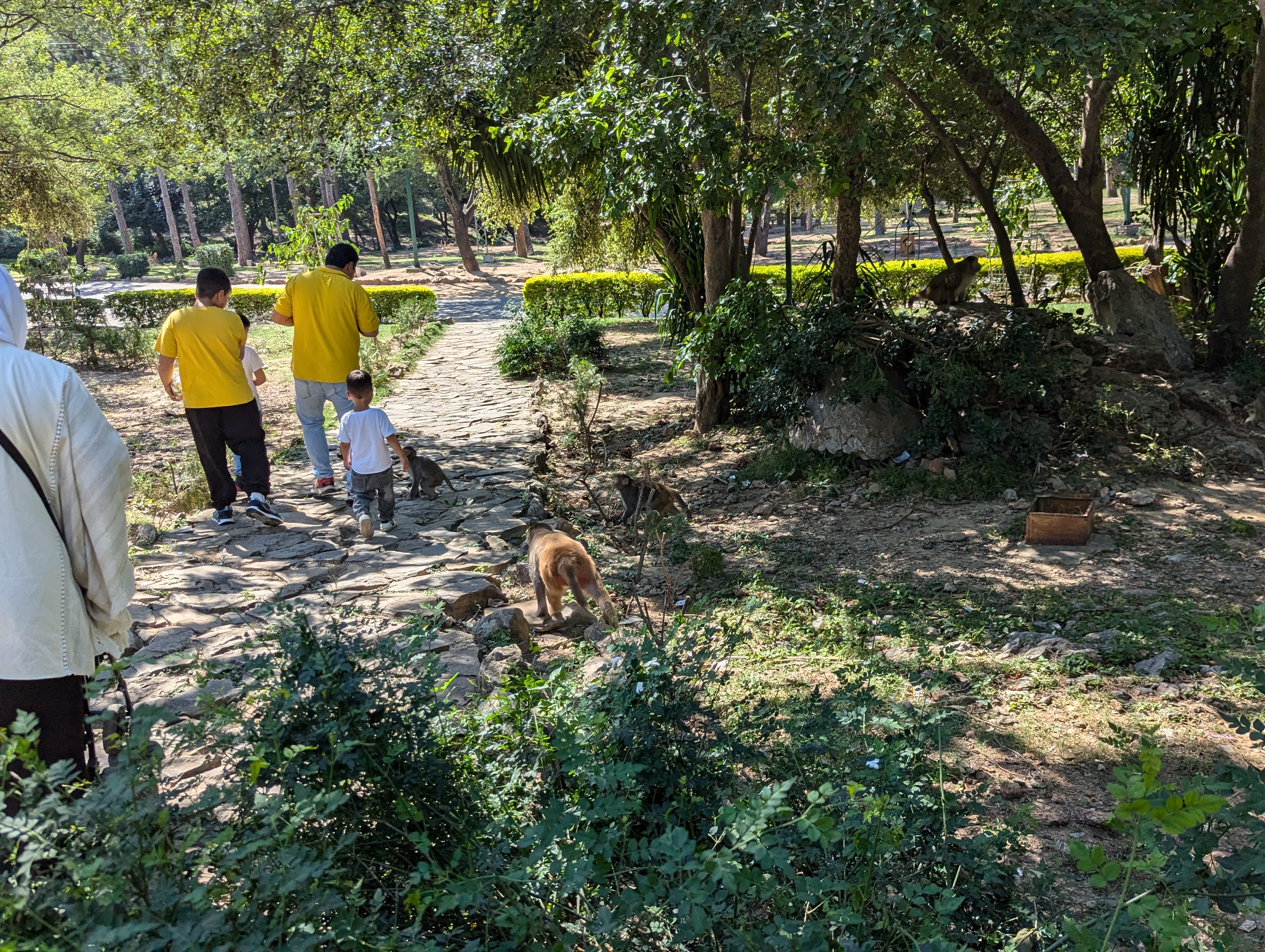 Обезьяна атакует ребенка в Пакистане