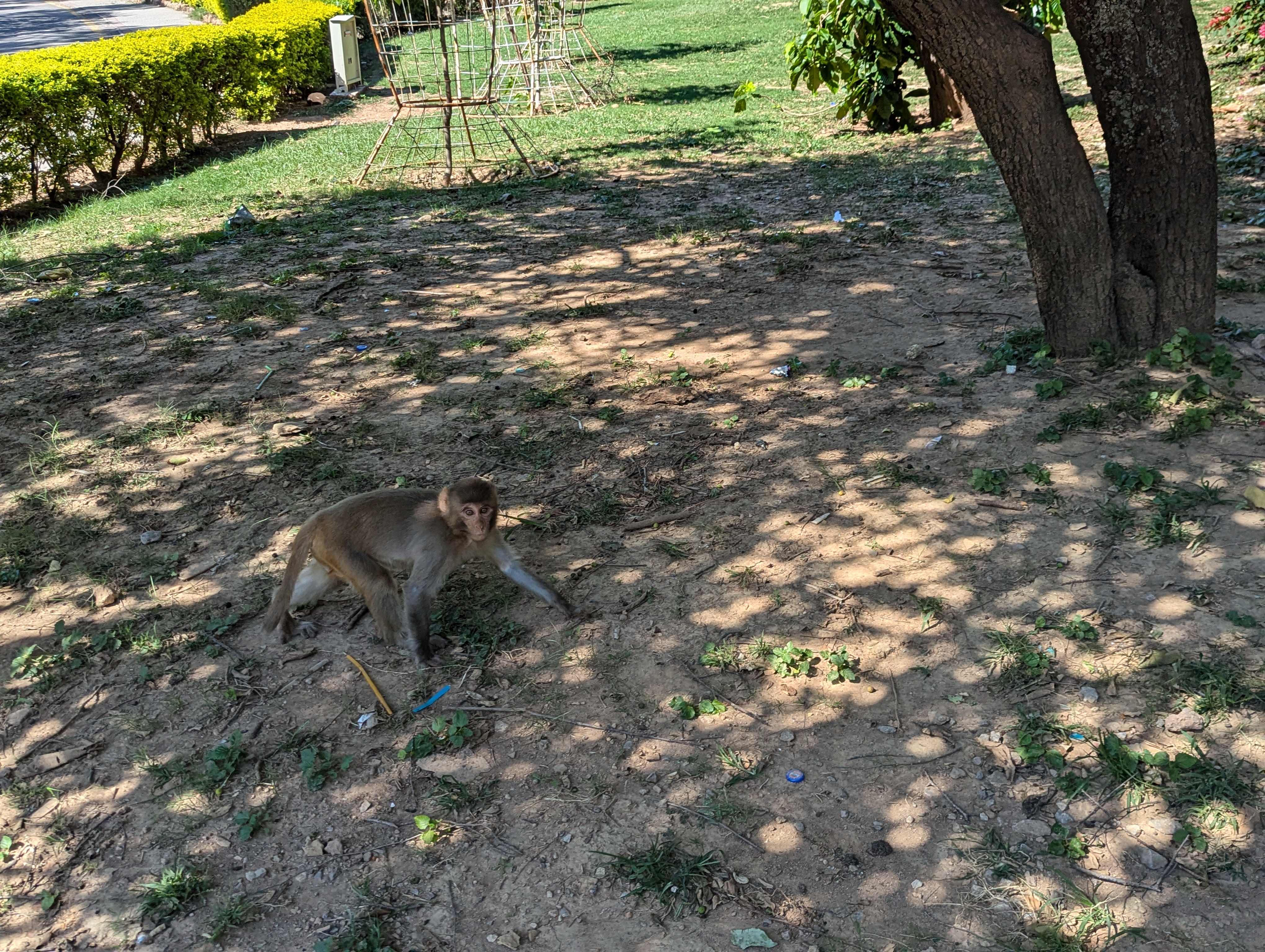 Обезьяна в Пакистане