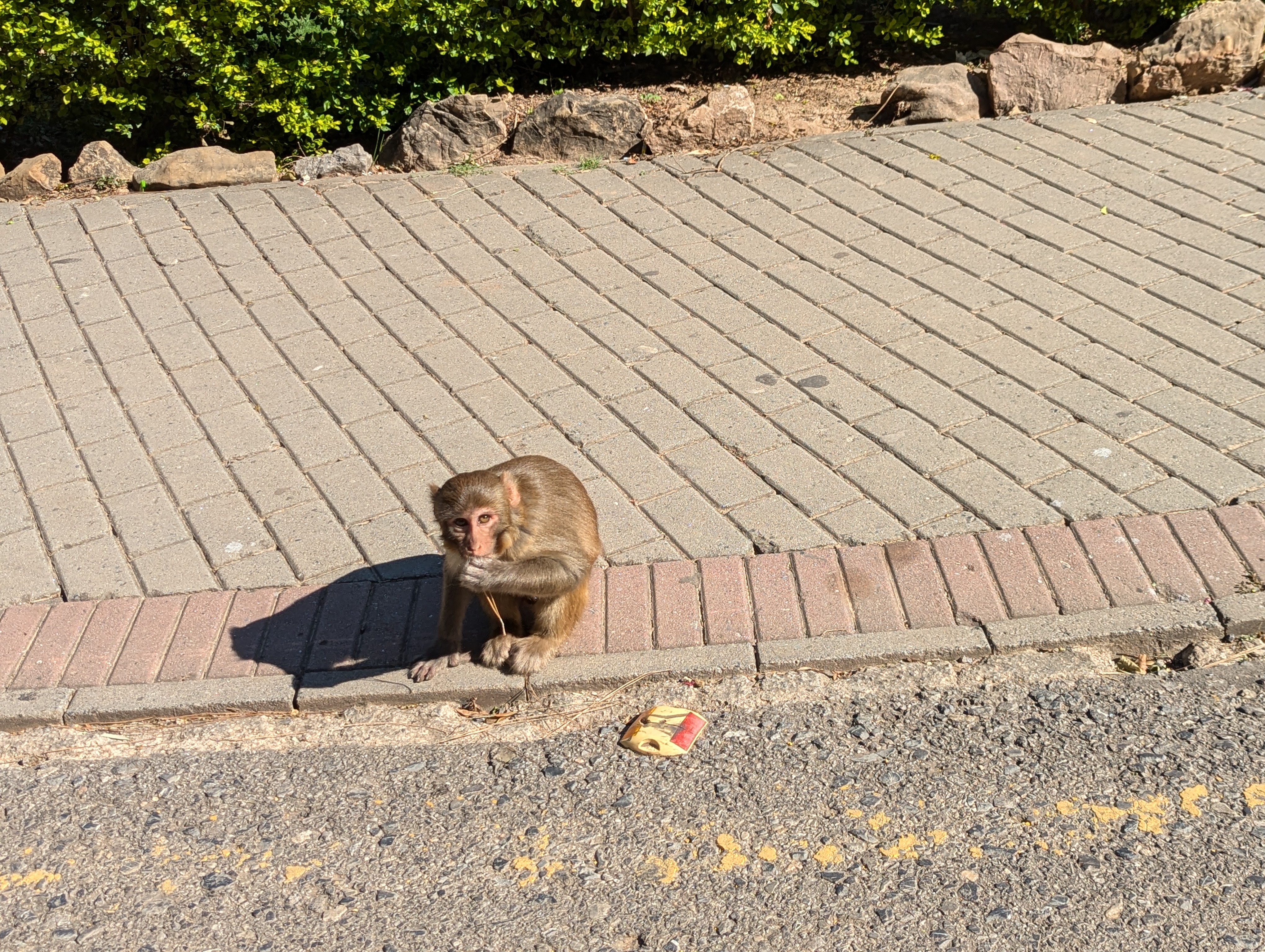 Уличная обезьяна в Пакистане