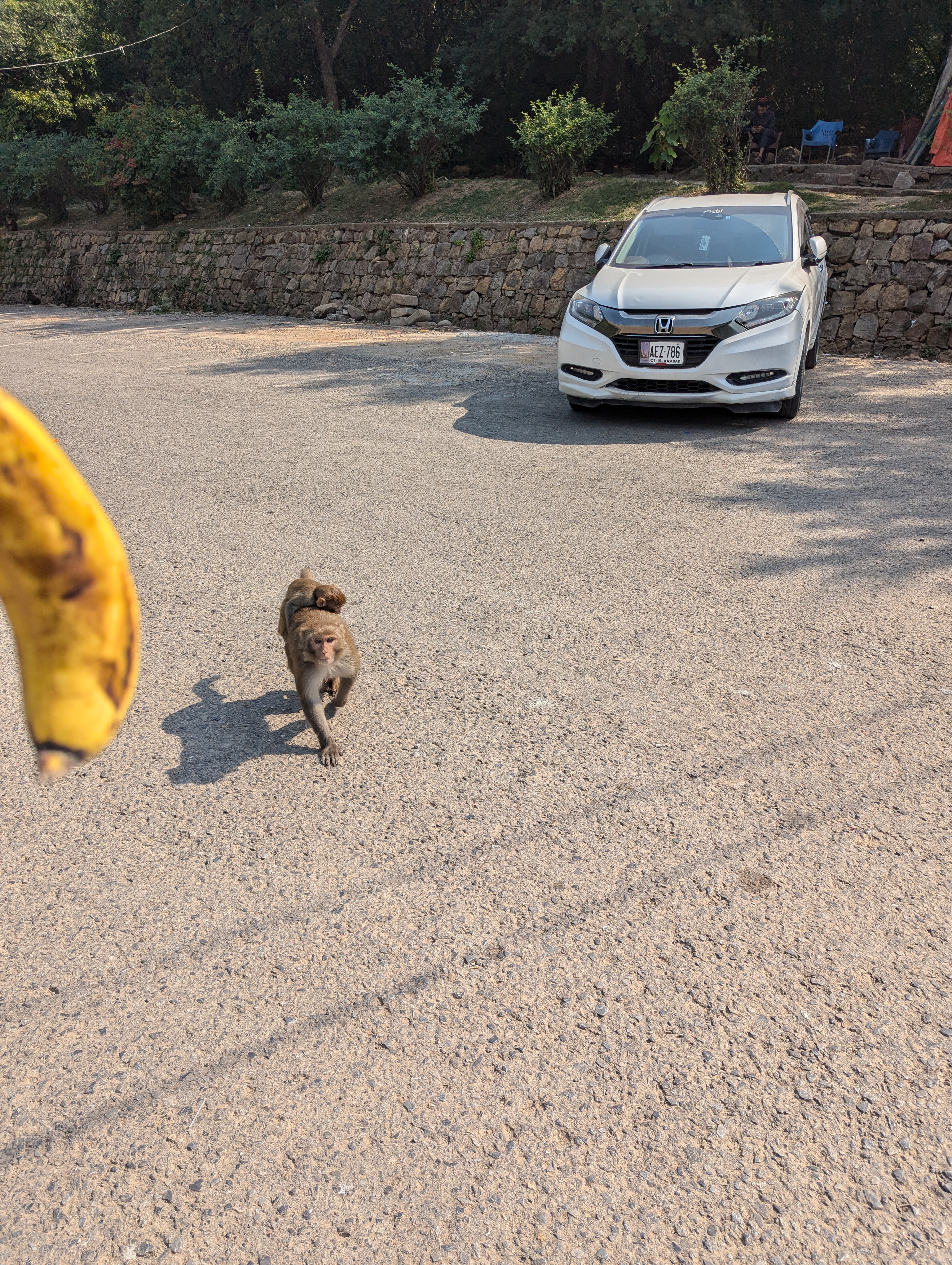 Уличная обезьяна бежит за бананом. Пакистан